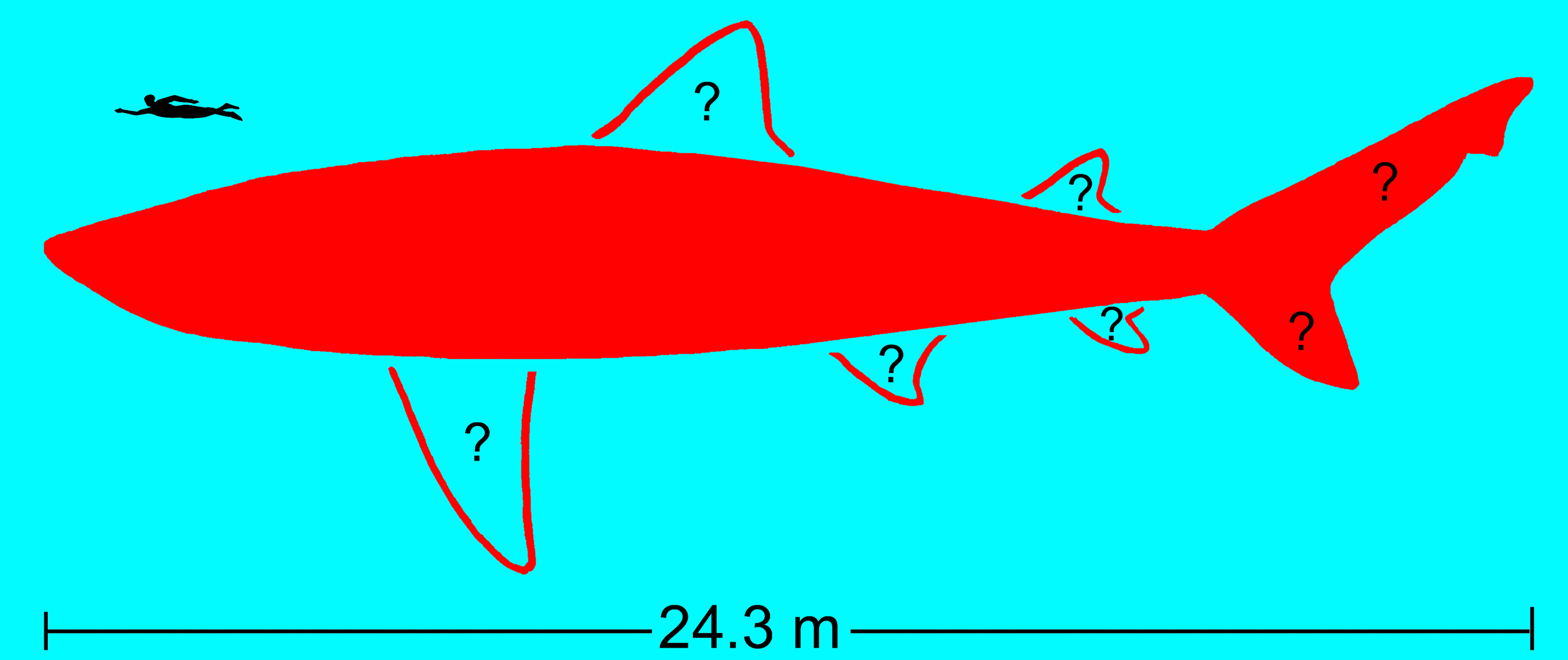 diagram of the length of a megalodon.
